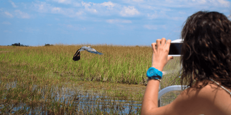 Woman Taking picture of Great Blue Heron with a smart phone in the Florida Everglades [jjneff Getty Images Signature © CANVA]