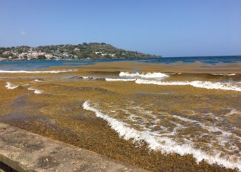 Sargassum at Scarborough waterfront near Esplanade