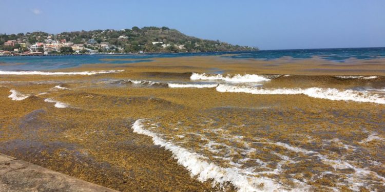 Sargassum at Scarborough waterfront near Esplanade
