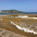 Sargassum at Scarborough waterfront near Esplanade