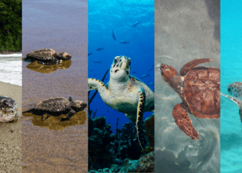 The five species of sea turtle that can be found in Trinidad and Tobago