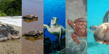 The five species of sea turtle that can be found in Trinidad and Tobago
