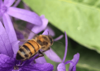 Photo of stripped honey bee on a purple flower.