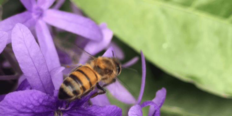 Photo of stripped honey bee on a purple flower.