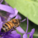 Photo of stripped honey bee on a purple flower.