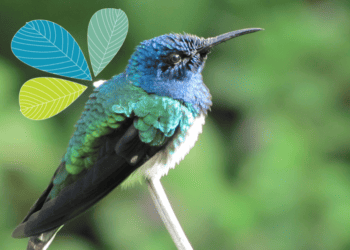 Celebrating World Environment Day 2021!