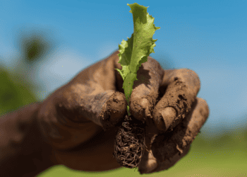 Sustainably Grown Food – SAFE for you, SAFE for The Planet
