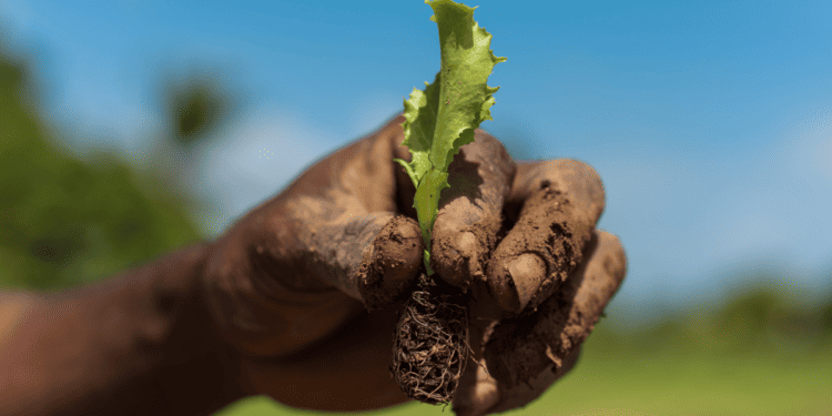 Sustainably Grown Food – SAFE for you, SAFE for The Planet
