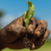 Sustainably Grown Food – SAFE for you, SAFE for The Planet