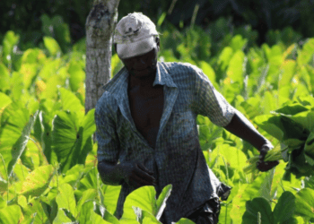 Sustainable Agriculture – The Anti-Hero Trinidad and Tobago Needs