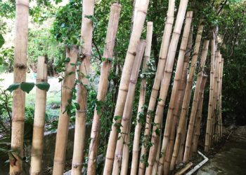 A Sip of Sustainability