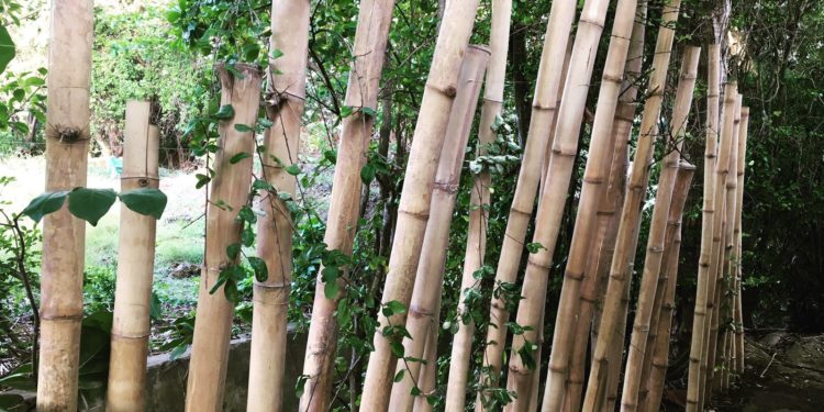 A Sip of Sustainability