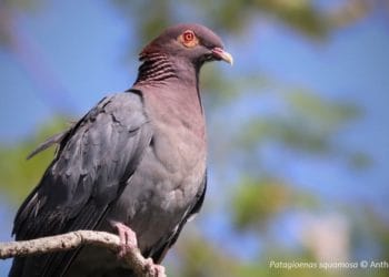 Scaly-naped Pigeon