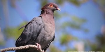 Scaly-naped Pigeon