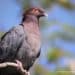 Scaly-naped Pigeon
