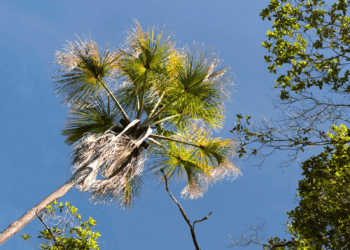 Ite Palm Tree