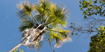 Ite Palm Tree
