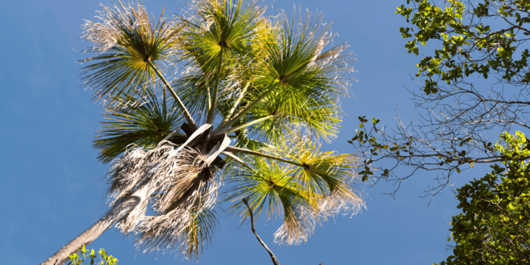 Ite Palm Tree