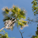 Ite Palm Tree