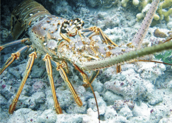 Caribbean spiny lobster (Panulirus argus)