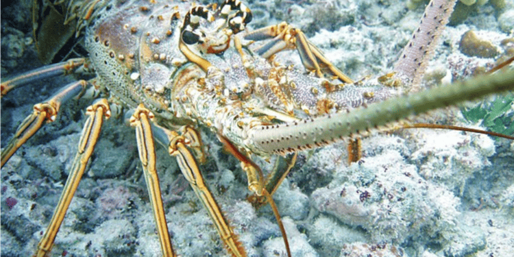Caribbean spiny lobster (Panulirus argus)