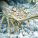 Caribbean spiny lobster (Panulirus argus)