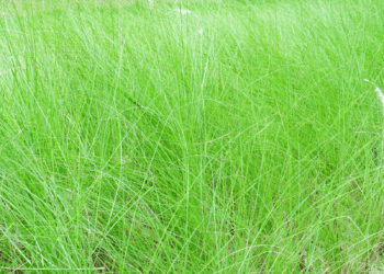 Green lush vetiver grass.
