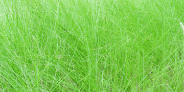 Green lush vetiver grass.