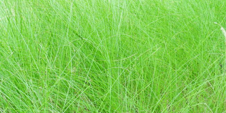 Green lush vetiver grass.