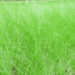 Green lush vetiver grass.