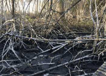 flattened mangrove branches