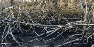 flattened mangrove branches