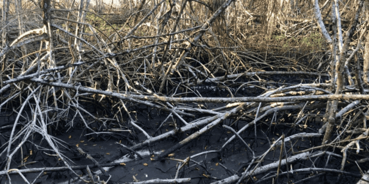 flattened mangrove branches