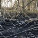 flattened mangrove branches