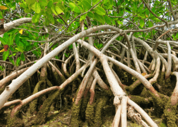 Wetlands:  Key in coping with climate change