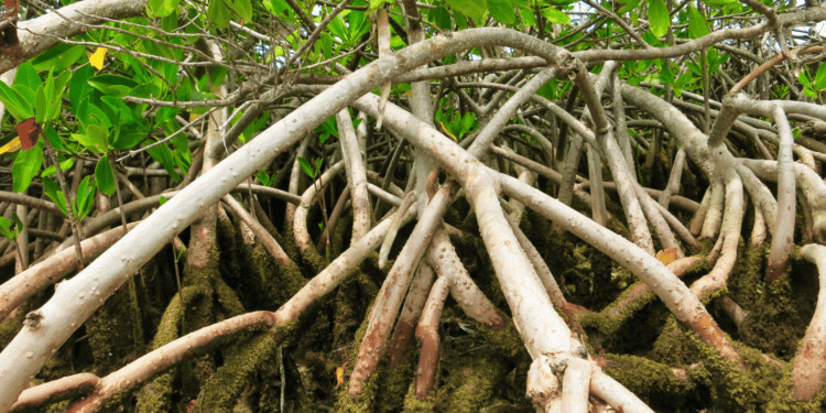 Wetlands: Key in coping with climate change