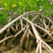Wetlands:  Key in coping with climate change