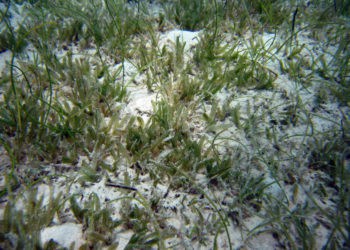 Seagrasses – an overview of key species of marine plants and the ecosystems they support