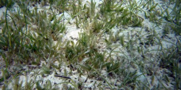 Seagrasses – an overview of key species of marine plants and the ecosystems they support