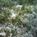 Seagrasses – an overview of key species of marine plants and the ecosystems they support