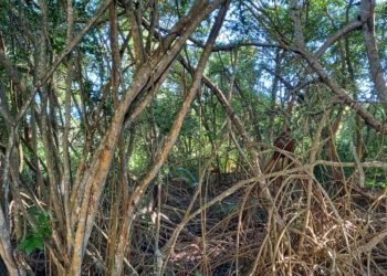 Making believers out of sceptics: Wetland’s Hidden Treasures