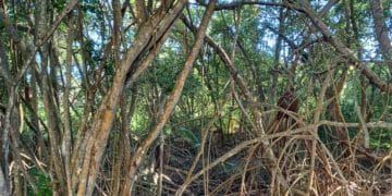 Making believers out of sceptics: Wetland’s Hidden Treasures