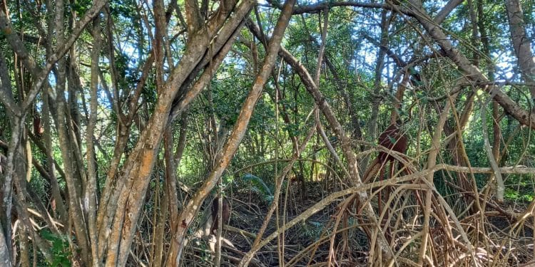 Making believers out of sceptics: Wetland’s Hidden Treasures
