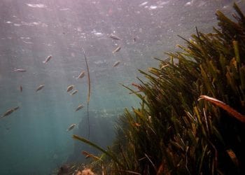 Unravelling the mysteries of seagrass reproduction – What happens when the sun goes down?