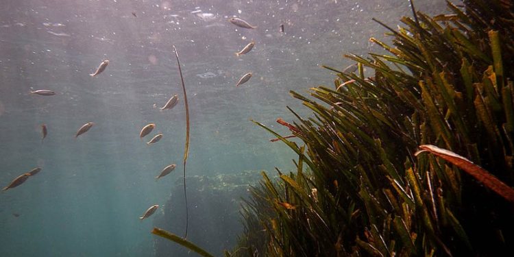 Unravelling the mysteries of seagrass reproduction – What happens when the sun goes down?