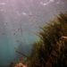 Unravelling the mysteries of seagrass reproduction – What happens when the sun goes down?