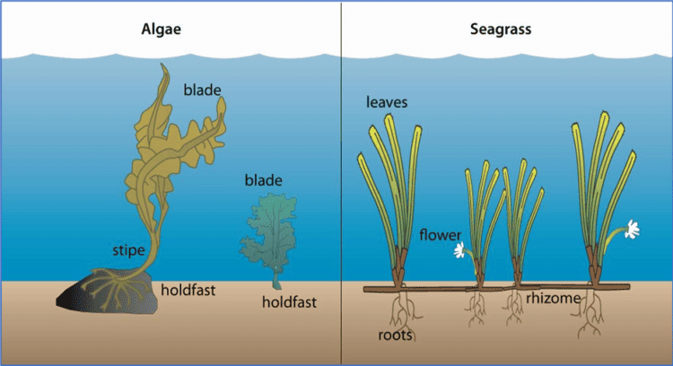 Seagrasses - an overview of key species of marine plants and the ...