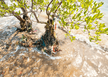 Acting sooner rather than later may save some mangrove ecosystems in T&T?