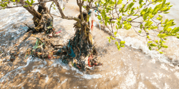 Acting sooner rather than later may save some mangrove ecosystems in T&T?