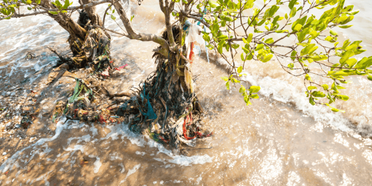 Acting sooner rather than later may save some mangrove ecosystems in T&T?